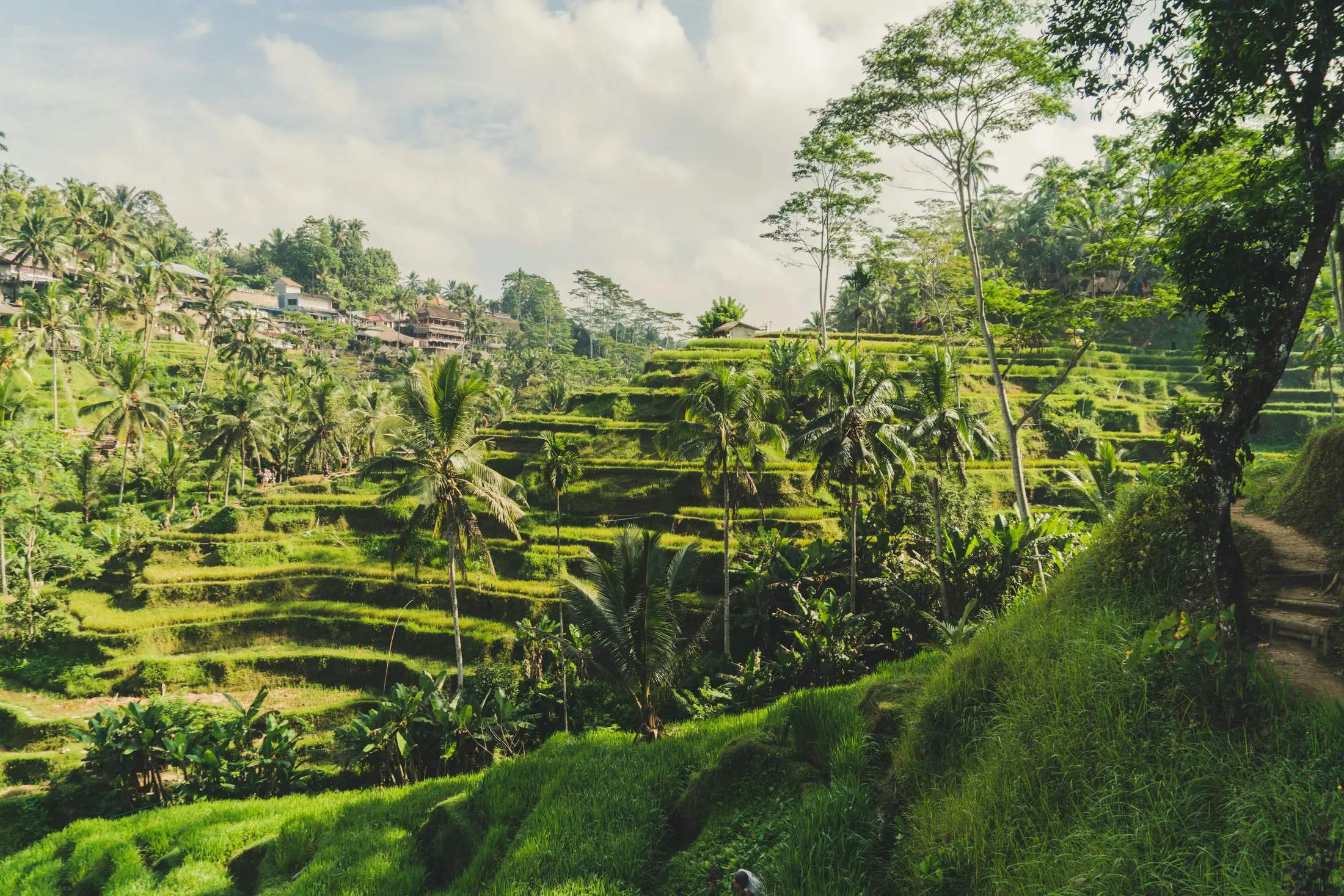 Tegallalang rice terraces